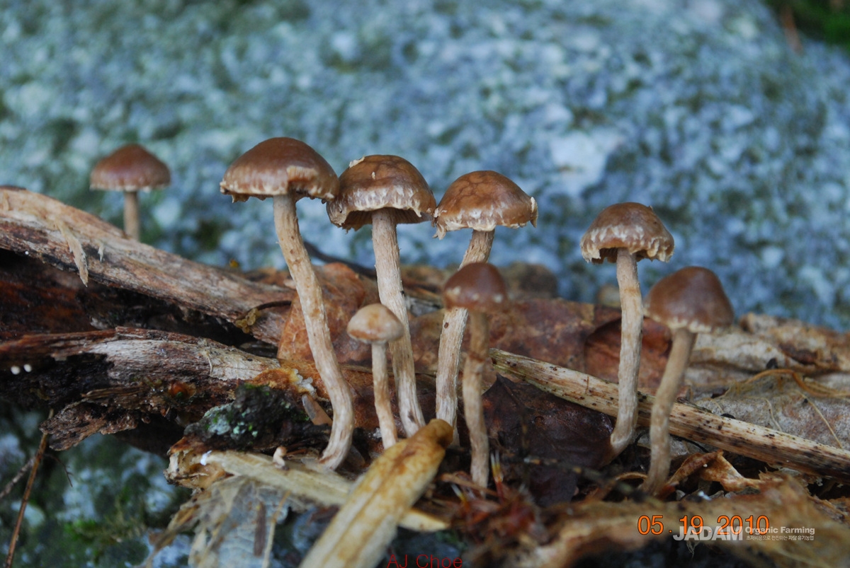 소똥환각버섯 Psilocybe xeroderma Huijsman