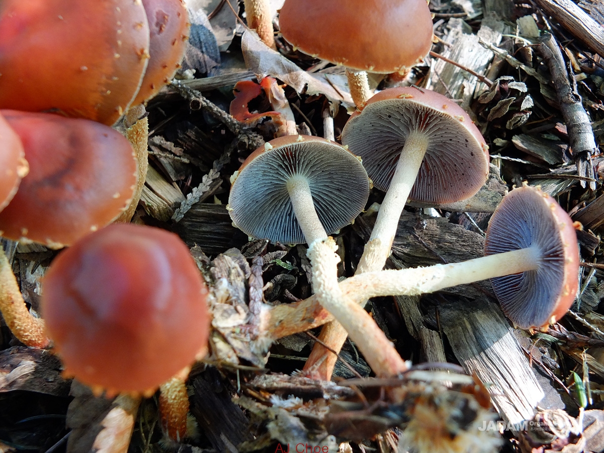 소똥환각버섯 Psilocybe xeroderma Huijsman