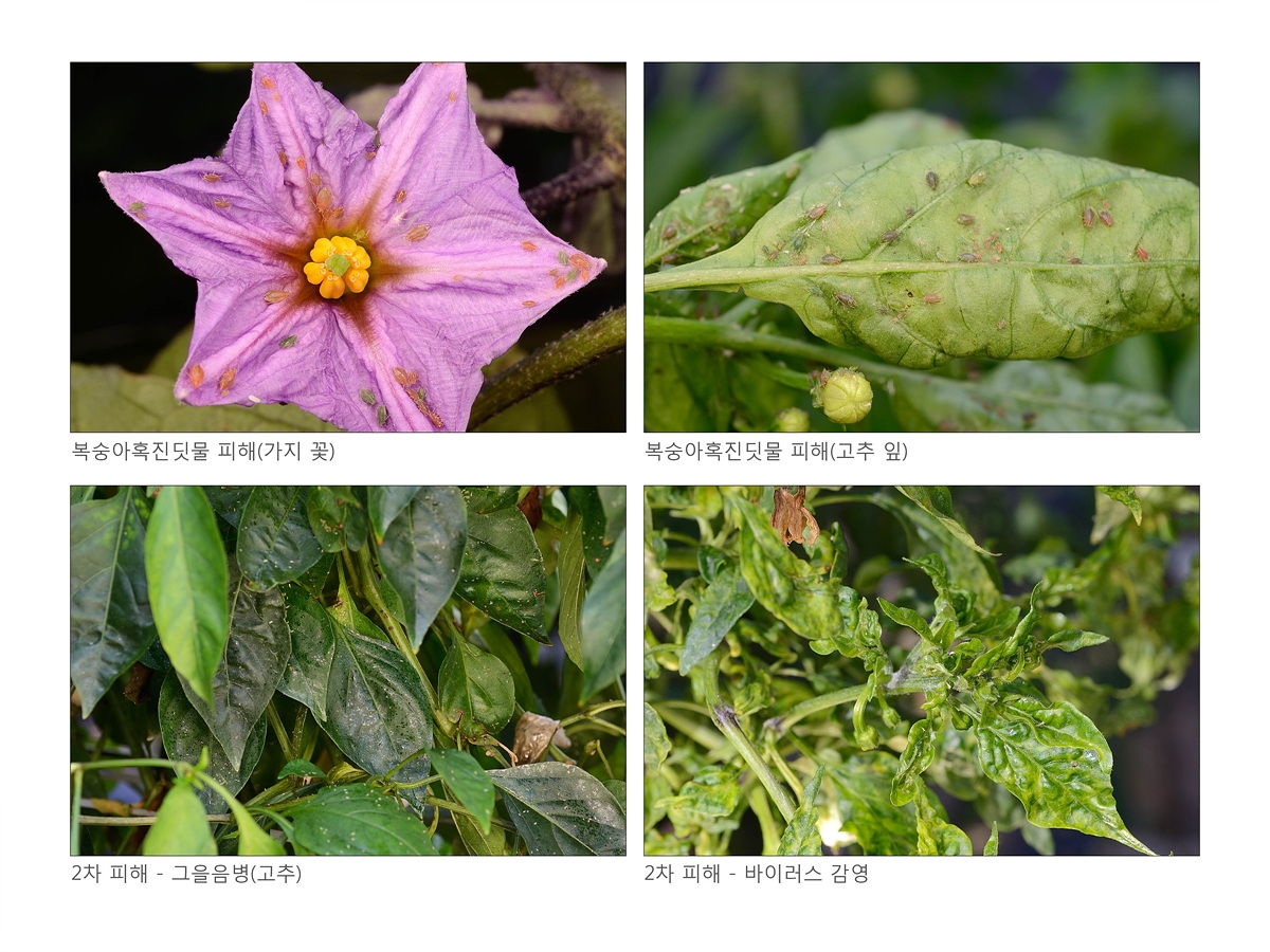 [곤충 이야기] 복숭아혹진딧물