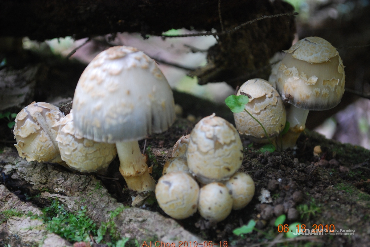 비늘흙물버섯(임시이름, 한국 미기록종)Coprinopsis variegata(Peck) Redhead, Vilgalys, and Moncalvo =비늘먹물버섯(임시이름) Coprinus variegatus Peck =C. quadrifidius Peck 영어이름은 갓 위에 인편이 많아서 Scaly Ink Cap이라고 부른다.