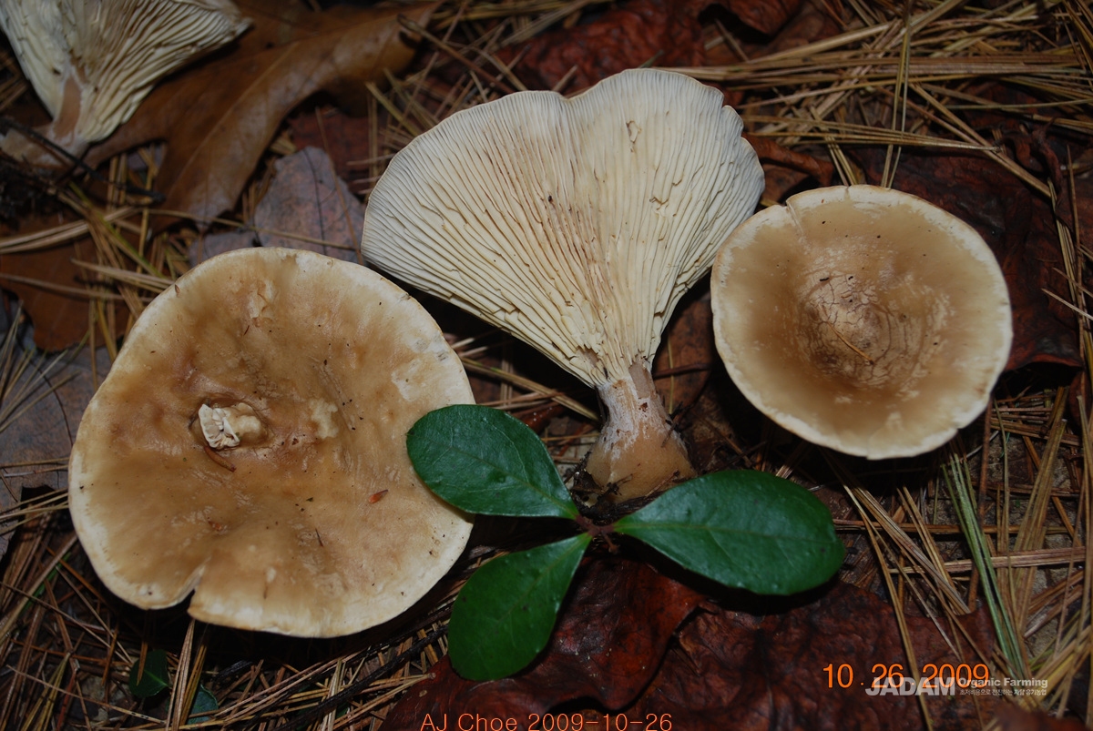 배불뚝이연기버섯 Ampulloclitocybe clavipes(Pers.) Readh., Lutz., Monc. & Vilg. = 배불뚝이깔때기버섯Clitocybe clavipes(Pers.) P. Kumm.