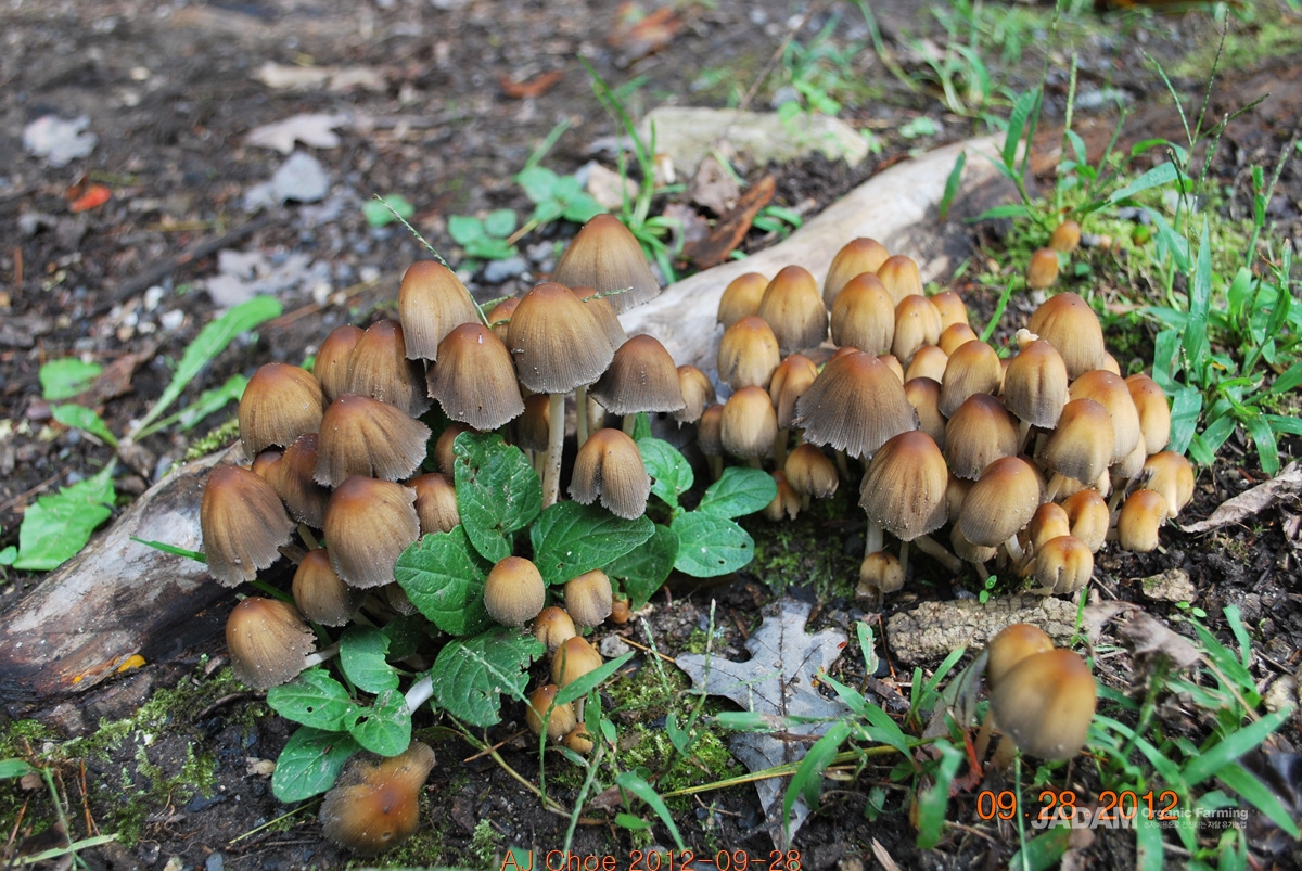 갈색쥐눈물버섯 Coprinellus micaceus(Bull.) Vilg., Hopple & Johns&nbsp;&nbsp; (이전 한국명&nbsp; 갈색먹물버섯.&nbsp; 속변경 개칭)