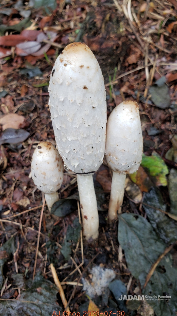 먹물버섯 3송이 Coprinus comatus(Mueller:Fries) S.F. Gray 영어이름은 Shaggy Mane (갈기처럼 덥수룩한 머리털을 뜻함) 또는 Lawyer's Wig(옛날 영국 변호사들이 썼던 가발 비슷하다는 뜻).&nbsp; &nbsp;사진은 &nbsp;2020년 &nbsp;여름 &nbsp;한국에서 촬영한 것이다.