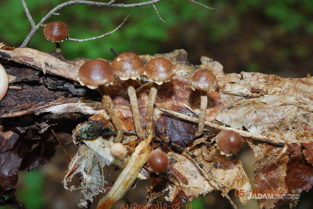 소똥환각버섯 Psilocybe xeroderma Huijsman&nbsp;&nbsp;&nbsp; 환각버섯속 버섯이다.