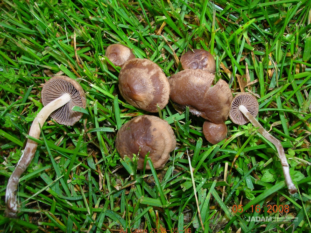 소똥환각버섯 Psilocybe xeroderma Huijsman&nbsp;&nbsp;&nbsp; 환각버섯속 버섯이다.