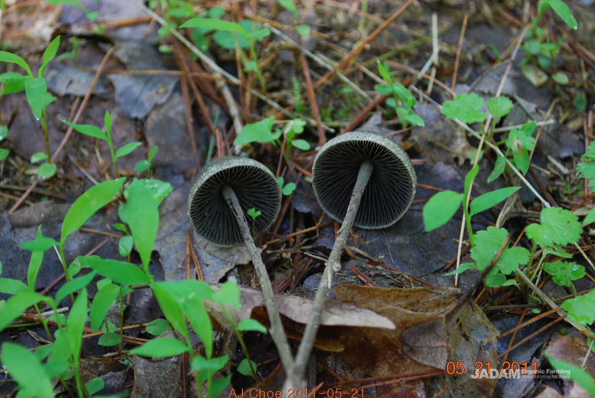 소똥환각버섯 Psilocybe xeroderma Huijsman&nbsp;&nbsp;&nbsp; 환각버섯속 버섯이다.