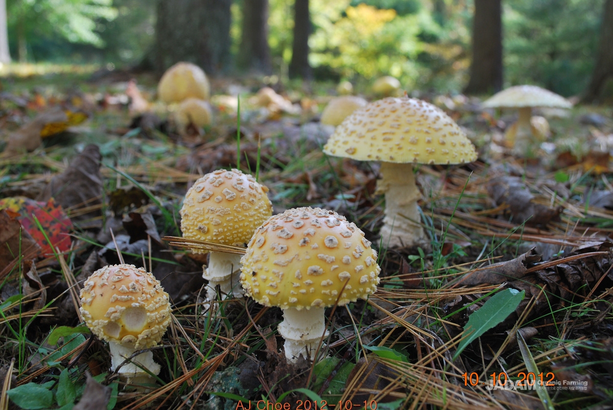 소똥환각버섯 Psilocybe xeroderma Huijsman&nbsp;&nbsp;&nbsp; 환각버섯속 버섯이다.