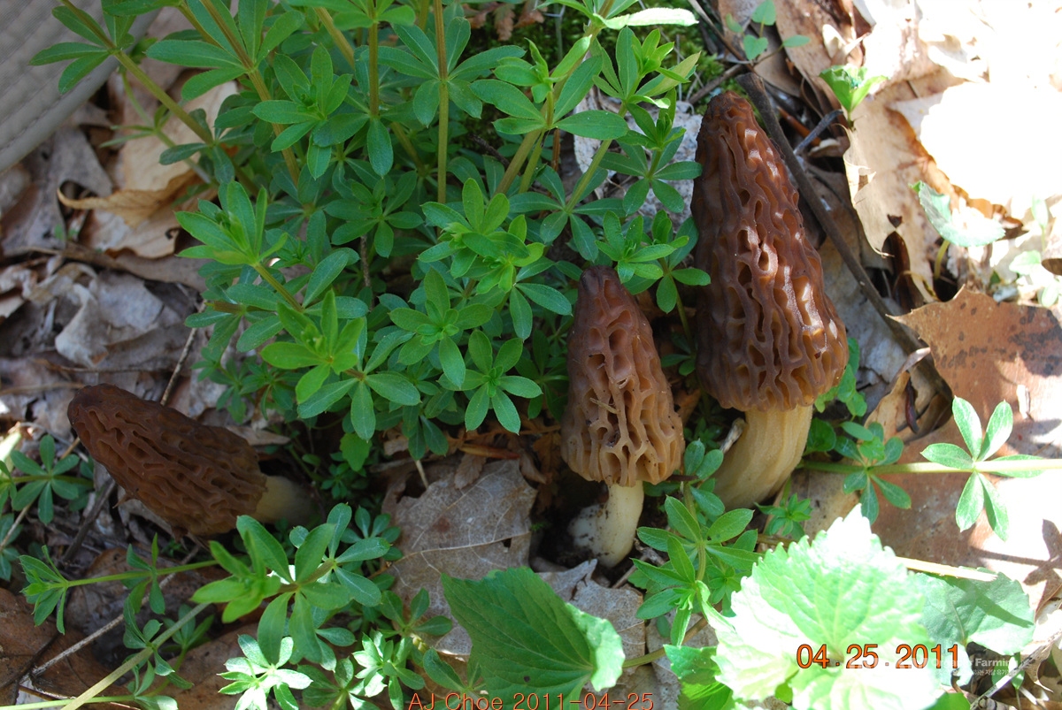 키다리곰보버섯(Morchella elata) 백합나무, 양물푸레나무와 공생관계. 그러나 균근균이자 부생균이기도 하다.