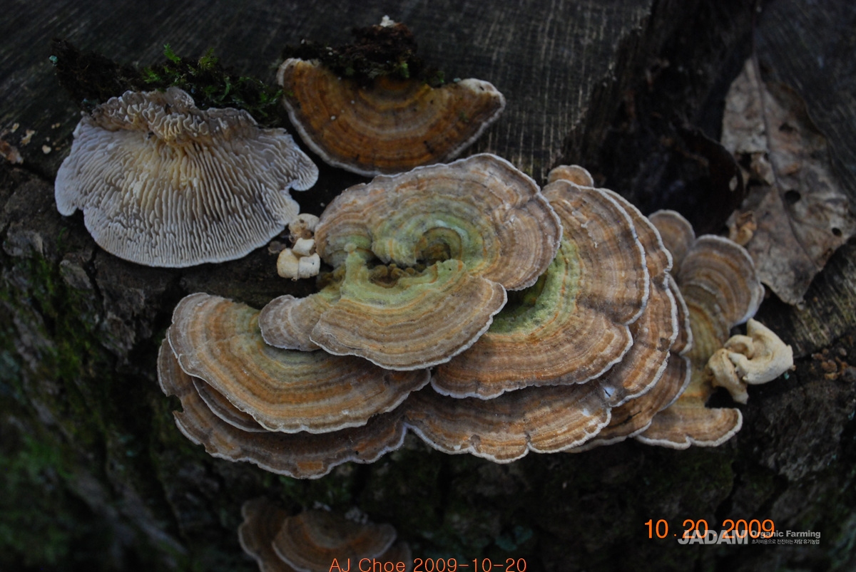 조개껍질버섯 Lenzites betulina(L.) Fr. 이 버섯의 항균성분 가운데 감귤궤양병균 Xanthomonas citri, 도열병균 Pyriculariaoryzae, 채소시듦병균 Fusarium oxysporum, 잔디탄저병균 Collectorichum gaminicola에 대한 항균작용이 있다.