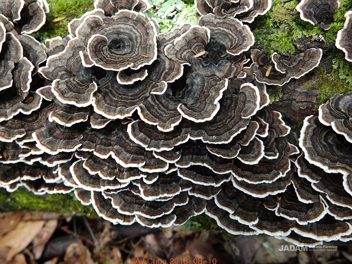 구름송편버섯 또는 구름버섯(운지) Trametes versicolor(L.) Lloyd 구름송편버섯 역시 사람도 살리고 지구도 살려주는 귀한 버섯이다
