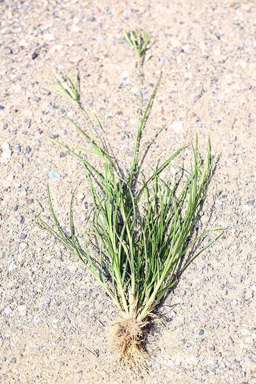 잎은 가운데 잎맥을 따라 접히는 모양을 하고 있으며 뿌리가 아주 촘촘하다