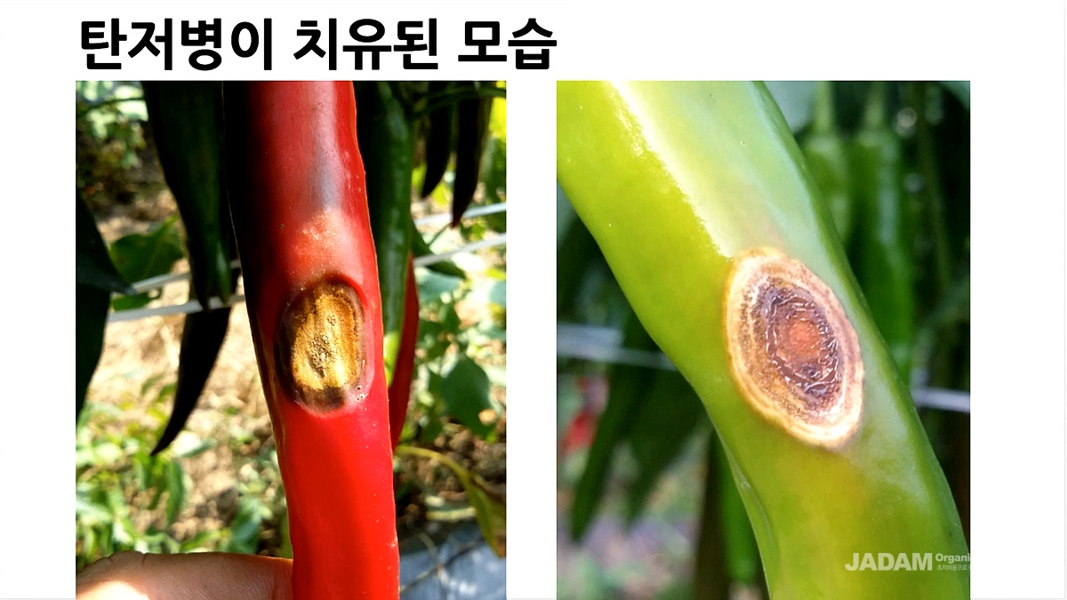 자닮식 방제로 탄저가 번지지 않고 그대로 멈춰있다.