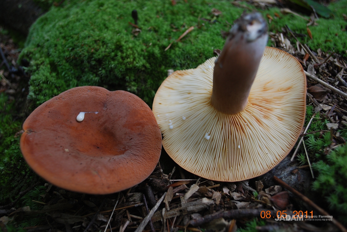 사진 3: 배털젖버섯 Lactifullus volemus(Fr.) Kuntze 속 바뀜 =배젖버섯 Lactarius volemus(Fr.) Fr. 초여름에서 초가을까지 활엽수림 땅 위에, 특히 참나무와 공생관계에 있는 균근균으로 홀로 또는 여기저기 흩어져 돋거나 그룹으로 모여 돋는 생선 냄새가 나는 식용버섯이다.