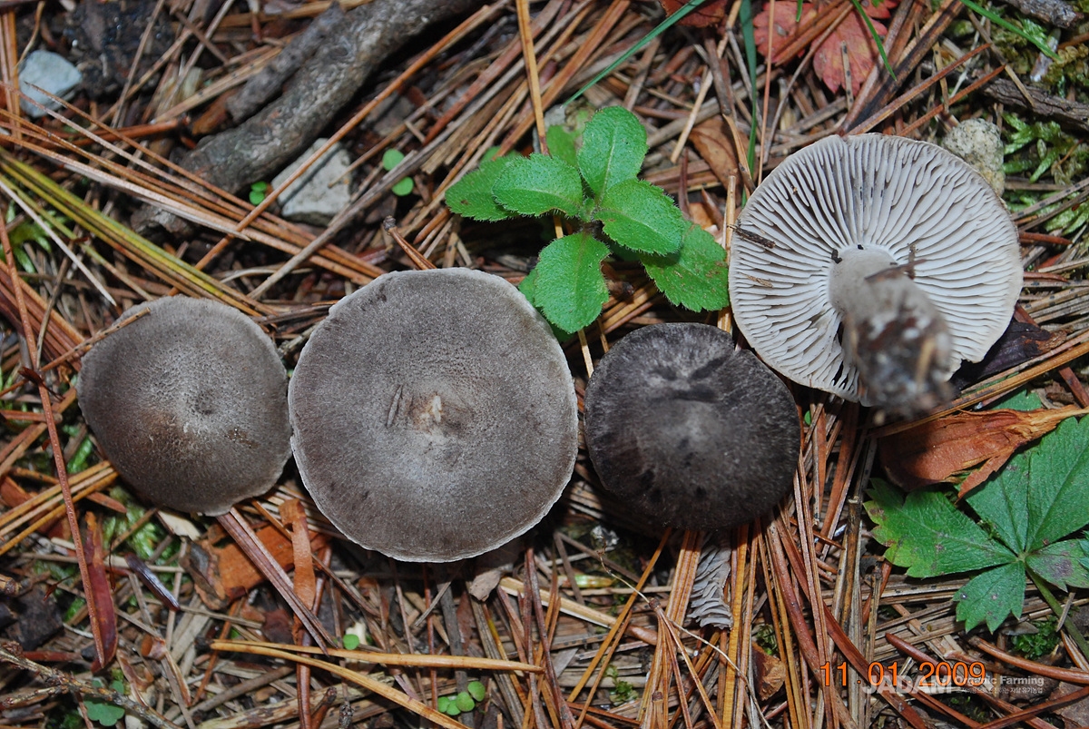 사진 4: 땅송이 Tricholoma terreum(Schaeff.) Quel. 영어이름 Earth-gray Tricholoma&nbsp; 늦가을에 침엽수 특히 소나무 밑에 돋는 균근균이다.