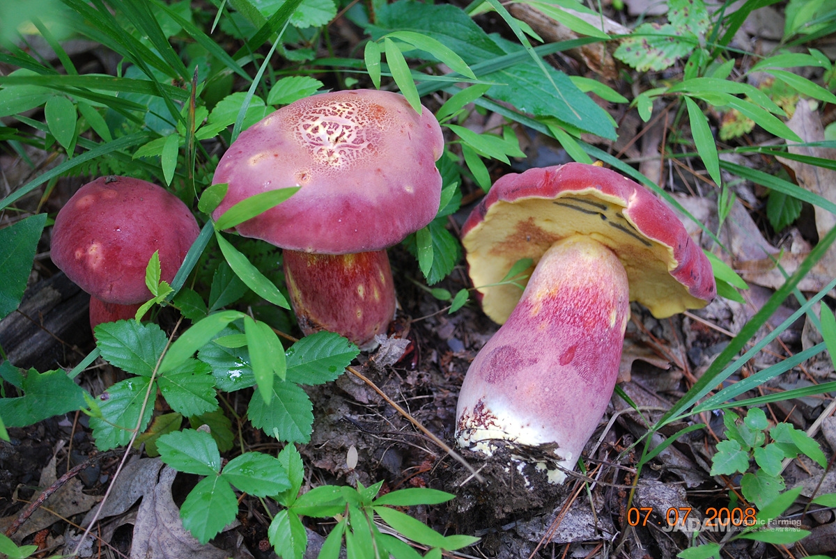 사진 6: 분홍그물버섯&nbsp; 속 변경&nbsp;Baorangia bicolor(Kuntze) G. Wu, Halling & Zhu L. Yang 영어이름 Red & Yellow Bolete 또는 Two-toned Bolete 여름(6월)에서 가을(10월)에 걸쳐 활엽수림 특히 참나무 밑에 홀로 또는 여기저기 흩어져 돋거나 그룹으로 돋는 참나무와 공생관계에 있는 균근균이다.