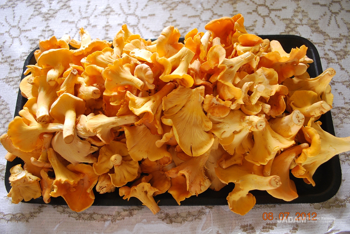 사진 5: 꾀꼬리버섯 Cantharellus cibarius Fr. 여름에 침엽수와 활엽수가 섞여 있는 혼효림 특히 참나무가 많은 땅위에 여기저기 노랗게 무리지어 돋는 균근균으로 맛좋은 식용버섯이다.