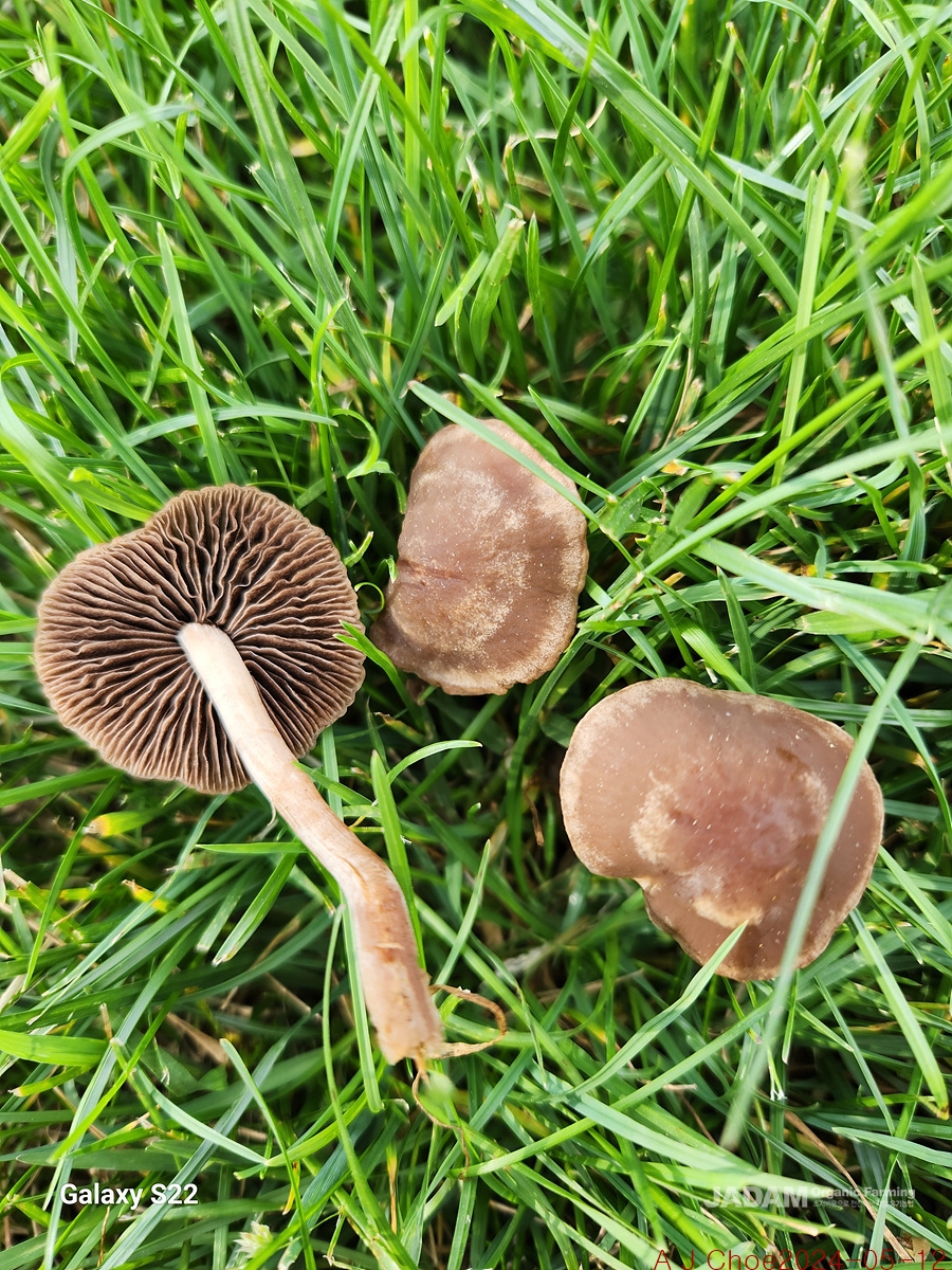 사진 3: 대추씨퇴비버섯 Panaeolina foenisecii(Pers.) Maire&nbsp; =대추씨말똥버섯 Panaeolus foenisecii(Pers.) J. Schroet. 이 버섯은 봄에 미 동부지역&nbsp; 잔디나 풀밭 위에 돋는 아주 흔한 버섯인데 소량의 환각성분 psilocybin과 psilocin이 들어 있다.
