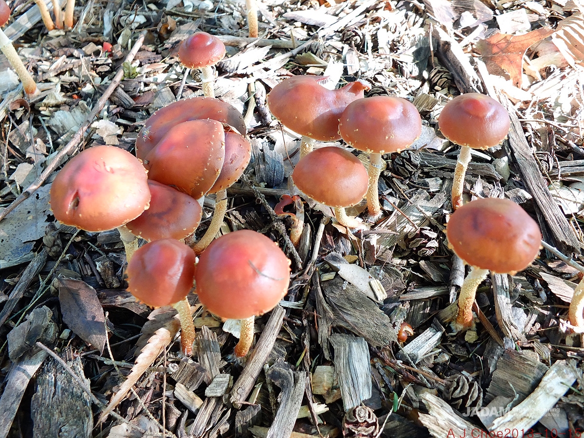사진 4: 붉은환각버섯(임시이름, 한국미기록종)&nbsp;Psilocybe thrausta(Schulzer)Bon&nbsp; =Stropharia thrausta(Schulzer ex. Kalchbr)Sacc.영어이름 Fall Pumpkin Psilocybe 또는 Red-cap Psilocybe