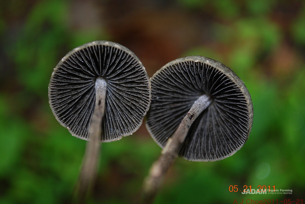 사진 5: 말똥버섯 Panaeolus papilionaceus(Bull.) Quel. =좀말똥버섯 Panaeolus sphinctrinus(Fr.) Quel. 말똥 위에 돋는 환각 버섯이다. 이 버섯의 환각성분은 중추신경계에 작용하여 흥분, 환각, 일시적 발광을 일으킨다고 한다.&nbsp;