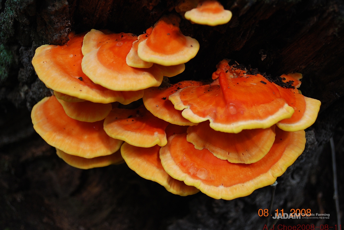 사진 4: 덕다리버섯 Laetiporus sulphureus(Bulliard: Fries) Murrill. 이 버섯은 부패방지를 위해 화학약품으로 처리한 전봇대나 기차선로 침목에도 돋아 분해하기 어려운 화학약품이나 독극물도 분해할 수 있는 능력을 가지고 있다는 것을 보여준다.