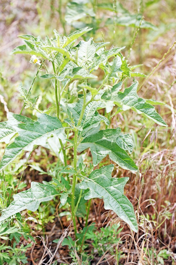 도깨비가지 - 잡초도감108 < 산야초 이야기 < 자닮연재 < 기사본문