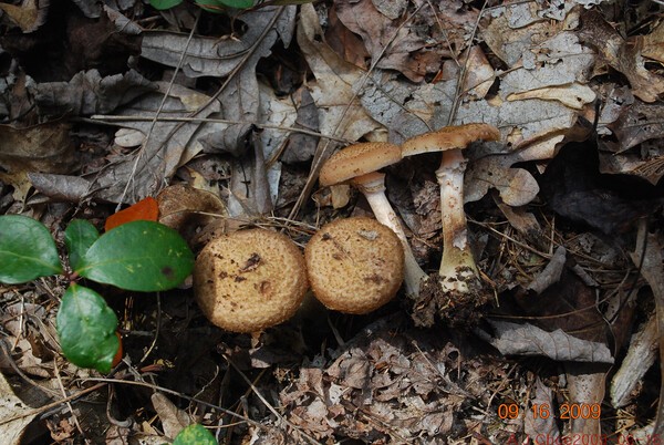​사진 3:  천마뽕나무버섯 ​  Armillaria gallica