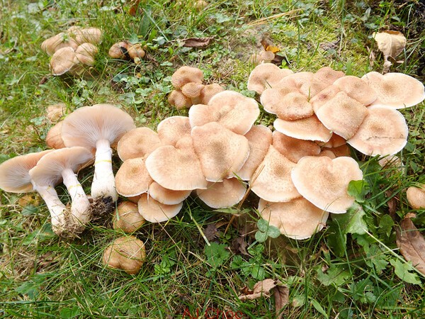 ​사진 2: 잣뽕나무버섯 Armillaria ostoyae​