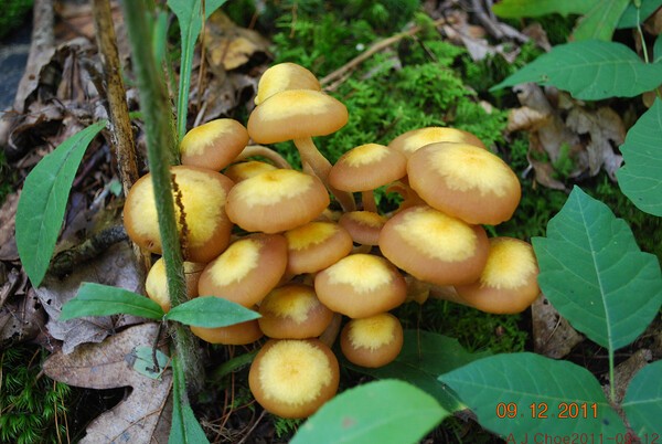 사진 4: 뽕나무버섯붙이  Armillaria tabescens  