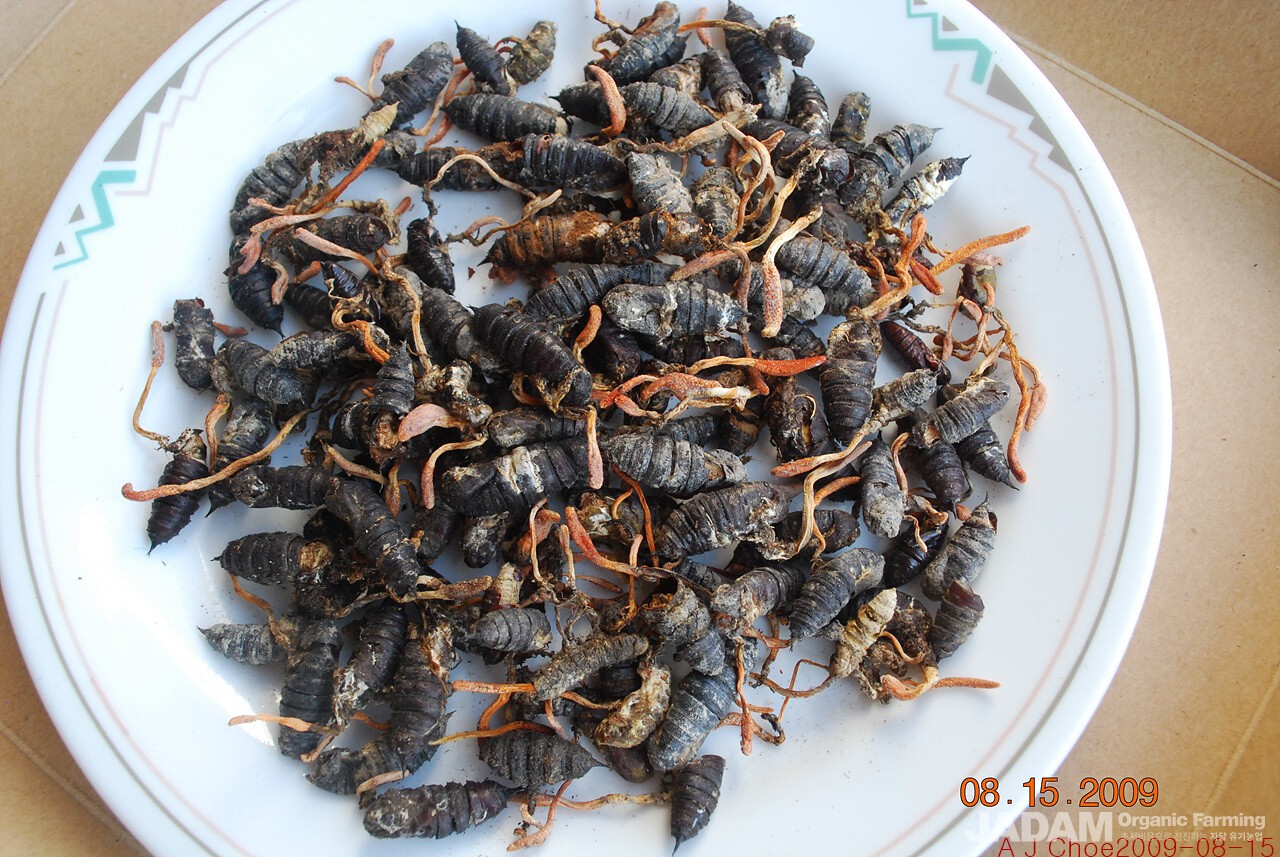 사진 5: 자연산 동충하초. 동충하초는 특히 ​​운동선수에게 매우 좋은 버섯이다.  동충하초도 인공제배한다.