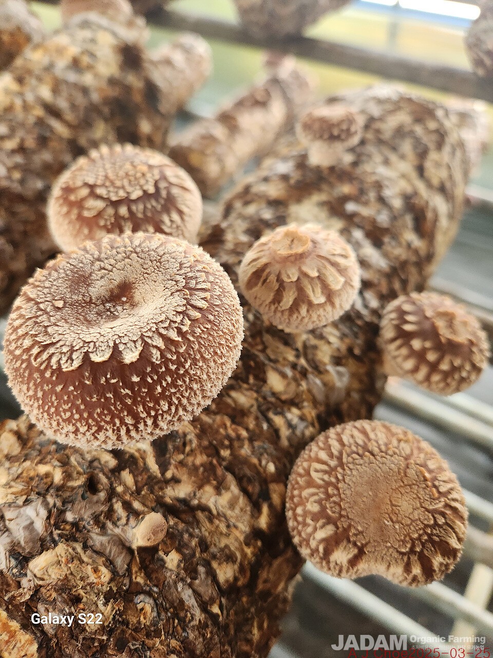 사진 7: 재배한 표고버섯. 표고버섯은 심장 건강에 특히 좋은 버섯이다. 강원도 고성 나나농장의 포고재배