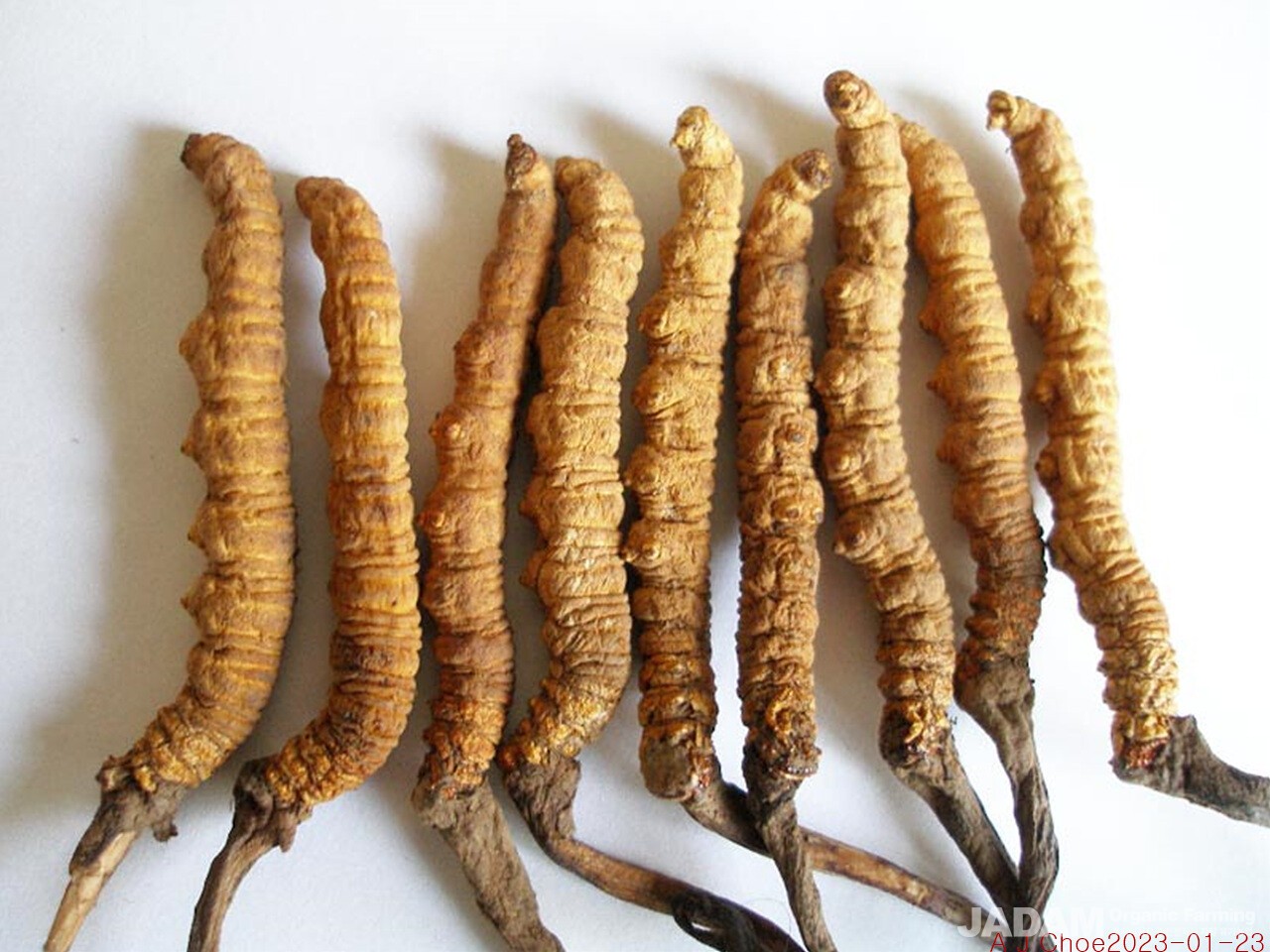 사진 2: 중국기생동충하초(Cordyceps sinensis)는 여성의 다산능력을 촉진할 수 있다.