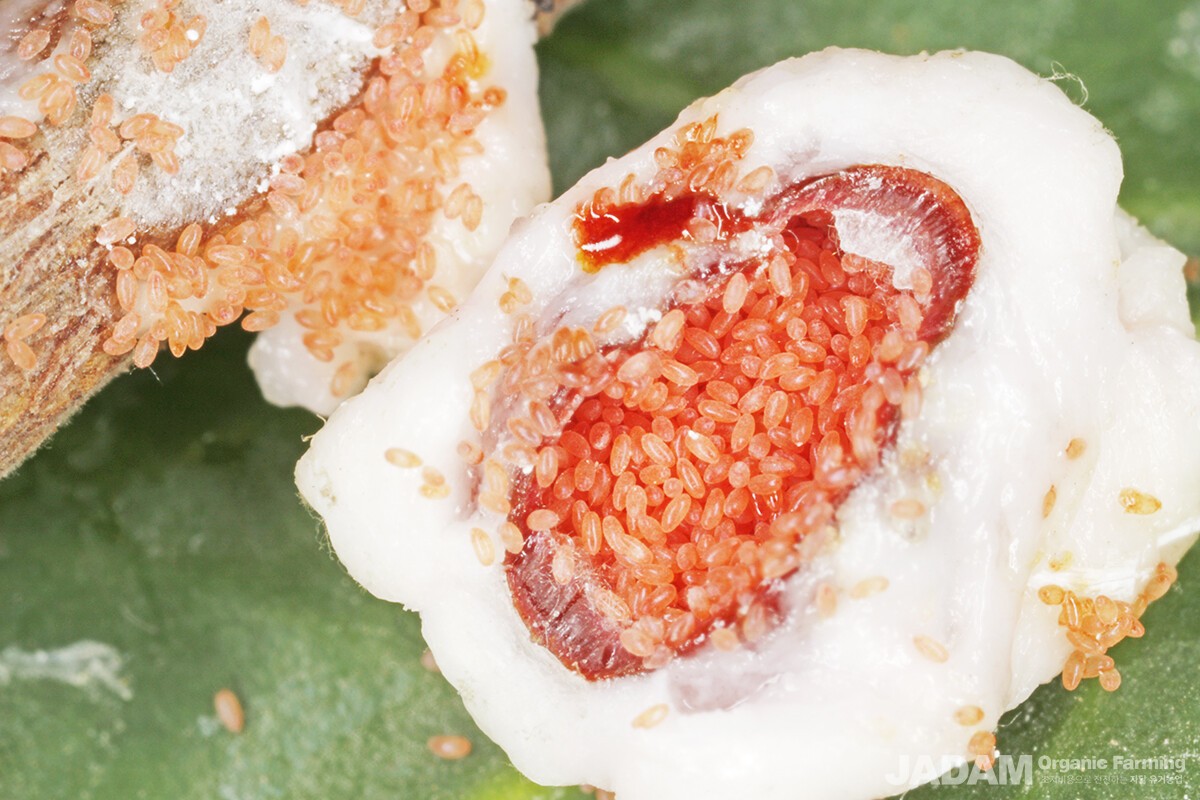 5월 하순∼6월 중순에 수컷과의 수정 없이 단독으로, 단위생식을 통해서 천여 개의 알을 산란한다(사진 출처 : 국립생물자원관)