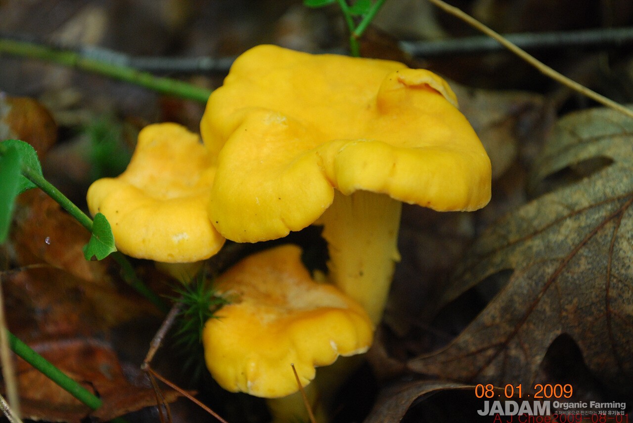 사진 1: 꾀꼬리버섯 Cantharellus tenuithrex complex Buyck & Hofstetter =이전 이름 Cantharellus cibarius. 영어이름 Chanterelle, Golden Chanterelle 서양인들은 살구냄새가 난다고 한다.