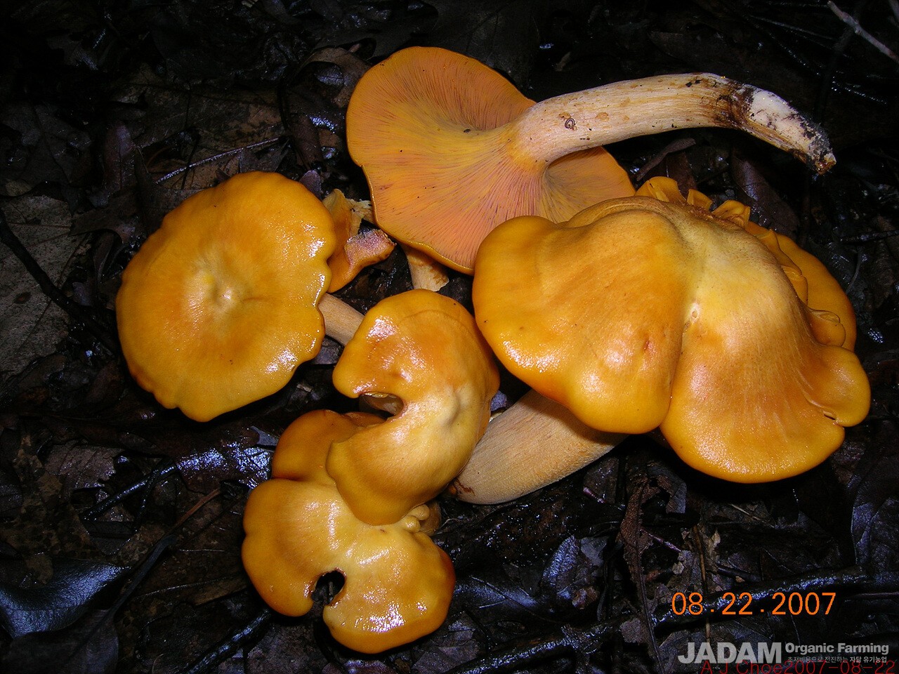 사진 7: 할로윈호박색화경버섯(한국 미기록종) 밤에 주름살에서 야광을 발하는 독버섯이다.