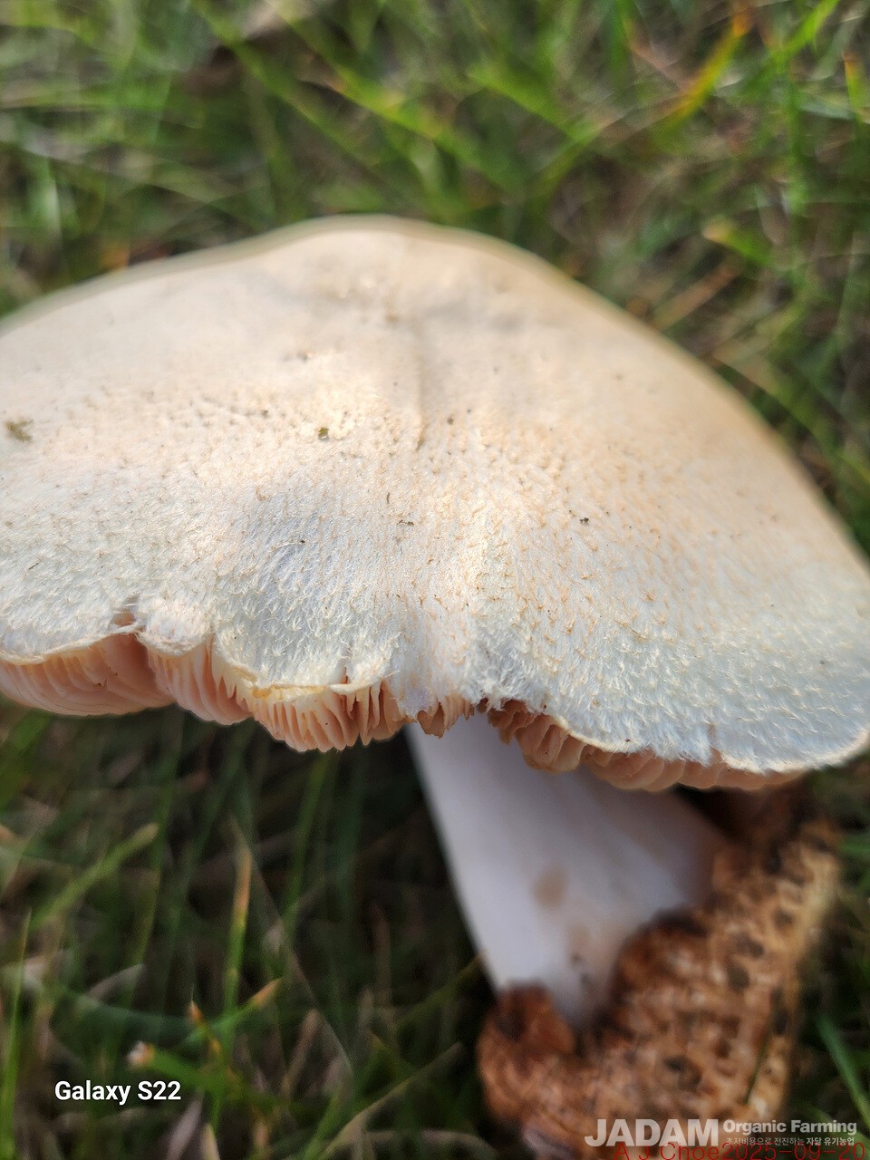 사진 1: 흰비단털버섯 Volvariella bombycina(Schaeff.) Singer (1951) 영어이름 Silky Volvariella, Silky Rosegill, Tree Volvariella