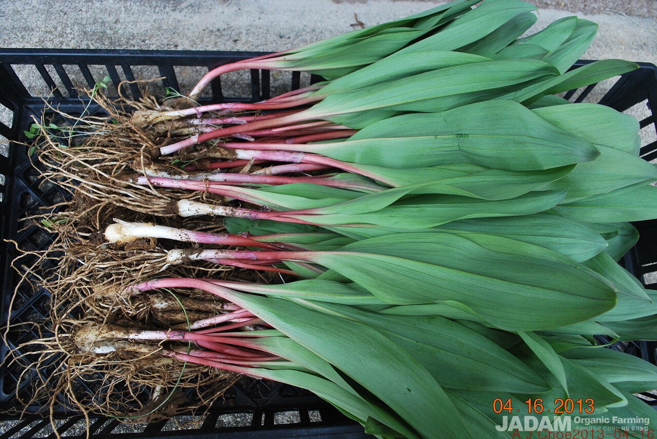 사진 1 : 미국 명이나물  영어이름 Wild Leek 또는 Ramps