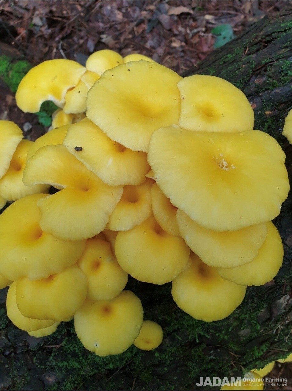 ​​​​사진 1: 노랑느타리 Pleurotus citrinopileatus Singer 영어이름 Golden Oyster​​​​