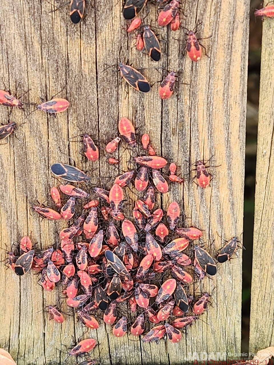 사진 3: 네군도단풍나무벌레(Boxelder Bugs)