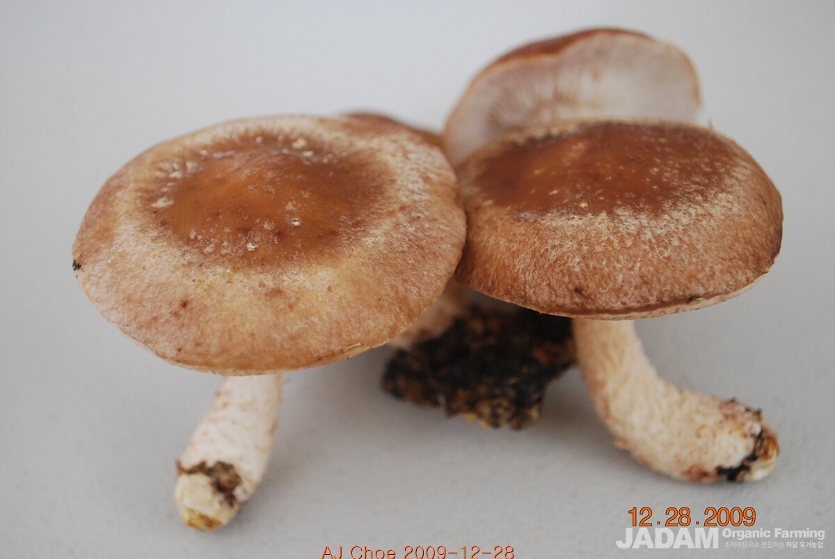사진 5: 표고버섯(Lentinula edodes)의 균사는 오염된 폐기물 가운데 산업 염료를 흡수할 수 있고 또 유독성 중금속도 흡수할 수 있다.