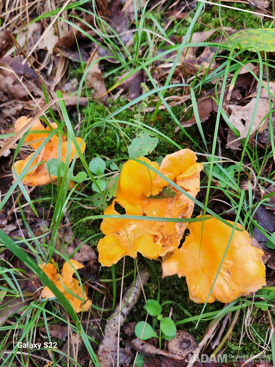 사진 8: 꾀꼬리버섯 Cantharellus cibarius Fr. 여름에 침엽수와 활엽수가 섞여 있는 혼효림 특히 참나무가 많은 땅위에 여기저기 노랗게 무리지어 돋는 균근균으로 맛좋은 식용버섯이다.