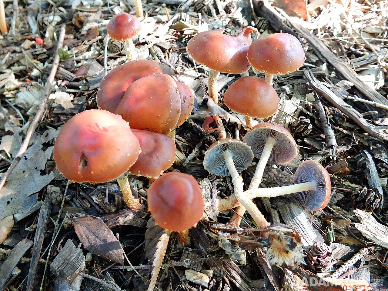 사진 10:  붉은환각버섯(임시이름, 한국 미기록종) Psilocybe thrausta(Schulzer) Bon  영어이름 Fall Pumpkin Psilocybe 또는 Red-cap Psilocybe이 버섯은 마법의 버섯 가운데 하나로 실로사이빈 성분을 포함하고 있어 심리적 효과를 가지고 있다. 치료용으로 사용할 수 있는 임상적 효과가 기대되는데 LSD보다 더 효과적이고 인체에 덜 해로운 성분을 가지고 있다고 한다.
