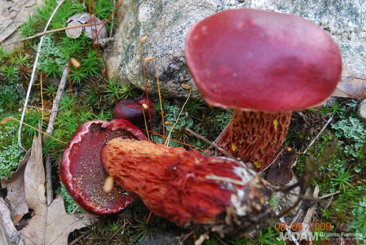 사진 11: 진홍그물버섯(임시이름) 한국 미기록종. Butyriboletus frostii(J.L. Russell) K. Zhao, Z.S. Yang, & Halling  =Boletus frostii J  L. Russell. 영어이름은 Frost's Bolete. 여름과 가을에 걸쳐 활엽수 특히 참나무 밑에 홀로 또는 몇 개씩 모여 돋는 참나무와 공생관계에 있는 균군균이다. 새빨간 색이지만 식용버섯이다. 