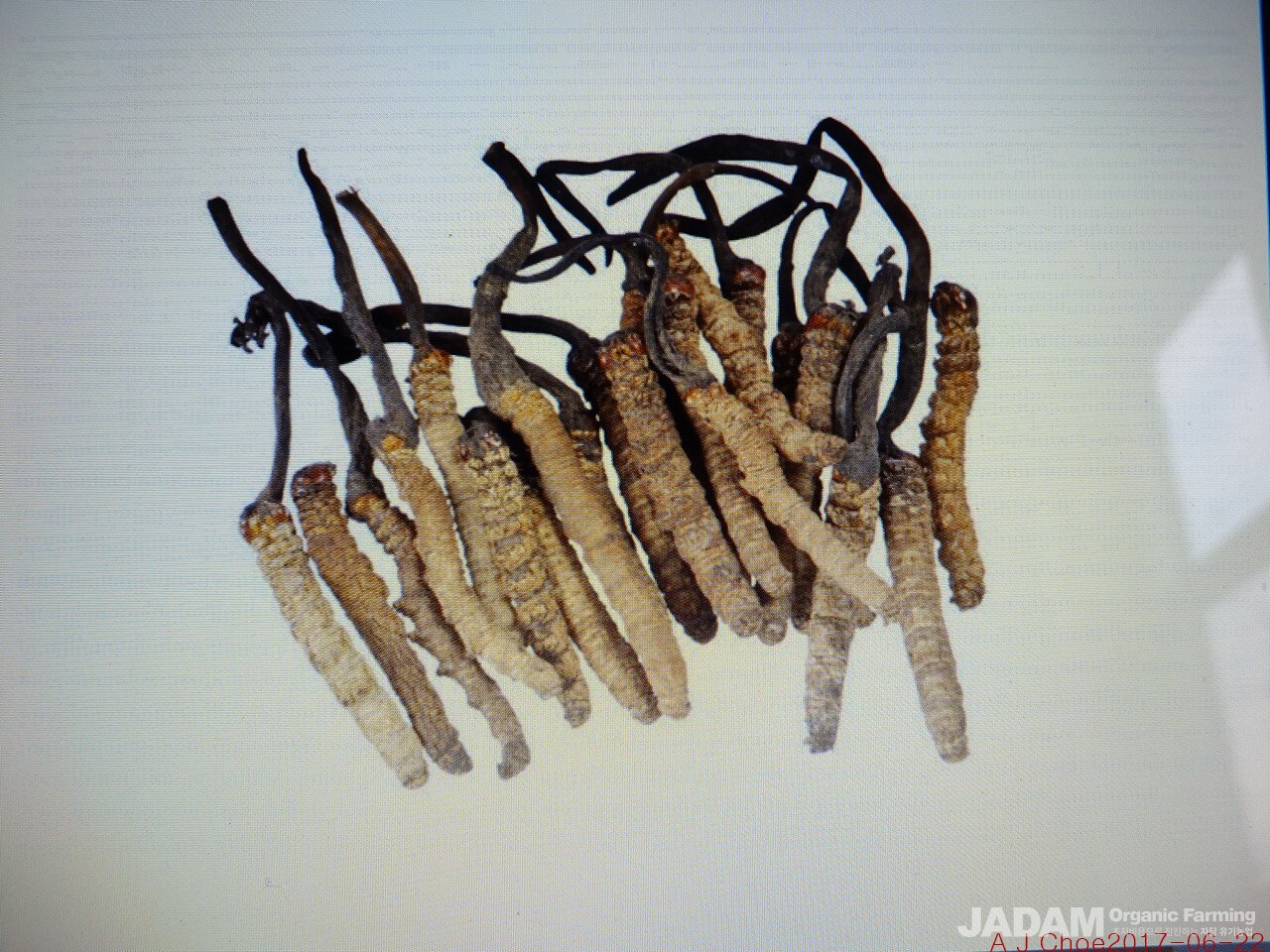 사진 2: 중국동충하초(박쥐나방동충하초) Ophiocordyceps sinensis (Berk.) G.H.Sung, J.M.Sung, Hywel-Jones & Spatafora (2007)   =Cordyceps sinensis 