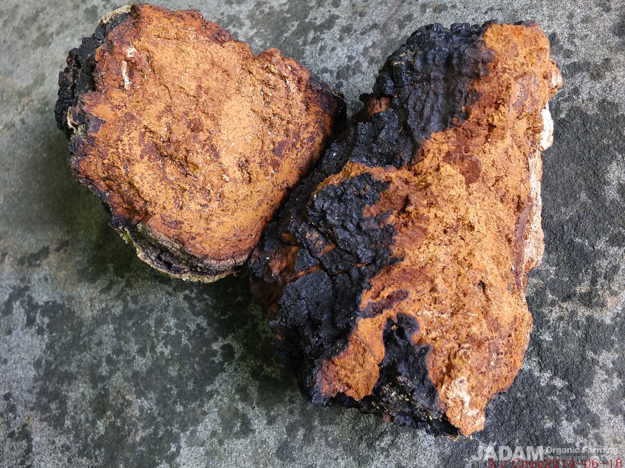사진 3: 차가버섯 Inonotus obliquus (Ach. ex Pers.) Pilat        영어이름 Chaga