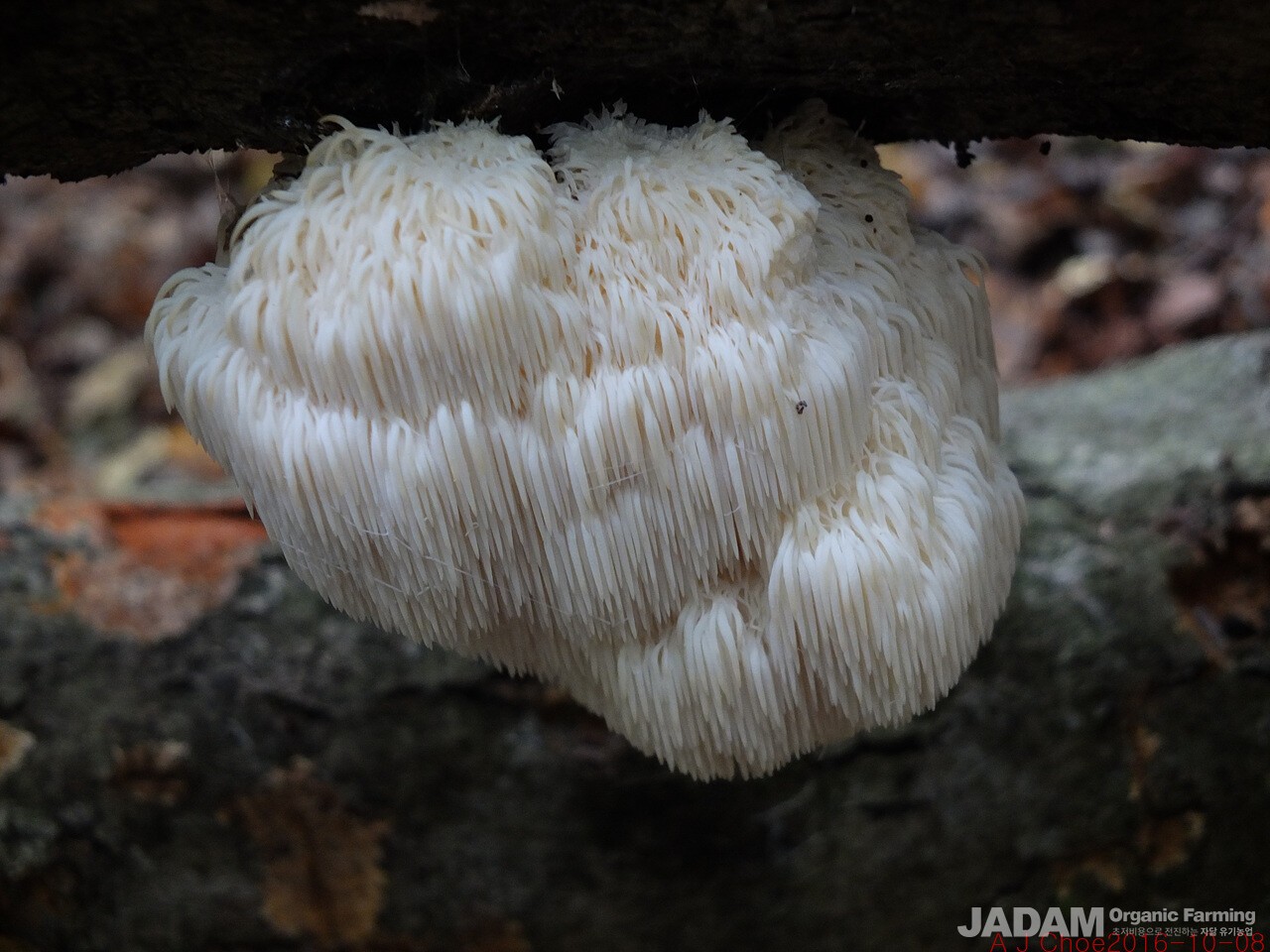 사진 4: 노루궁뎅이버섯 Hericium erinaceus(Bull.) Persoon (1797)