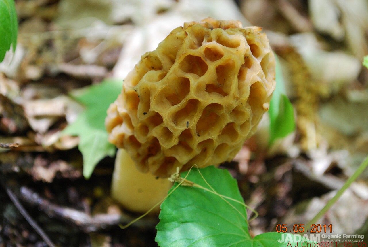 사진 6: 곰보버섯은 산불 뒤 더 많이 돋는 화재친화성 균류(pyrophilous fungi)다.