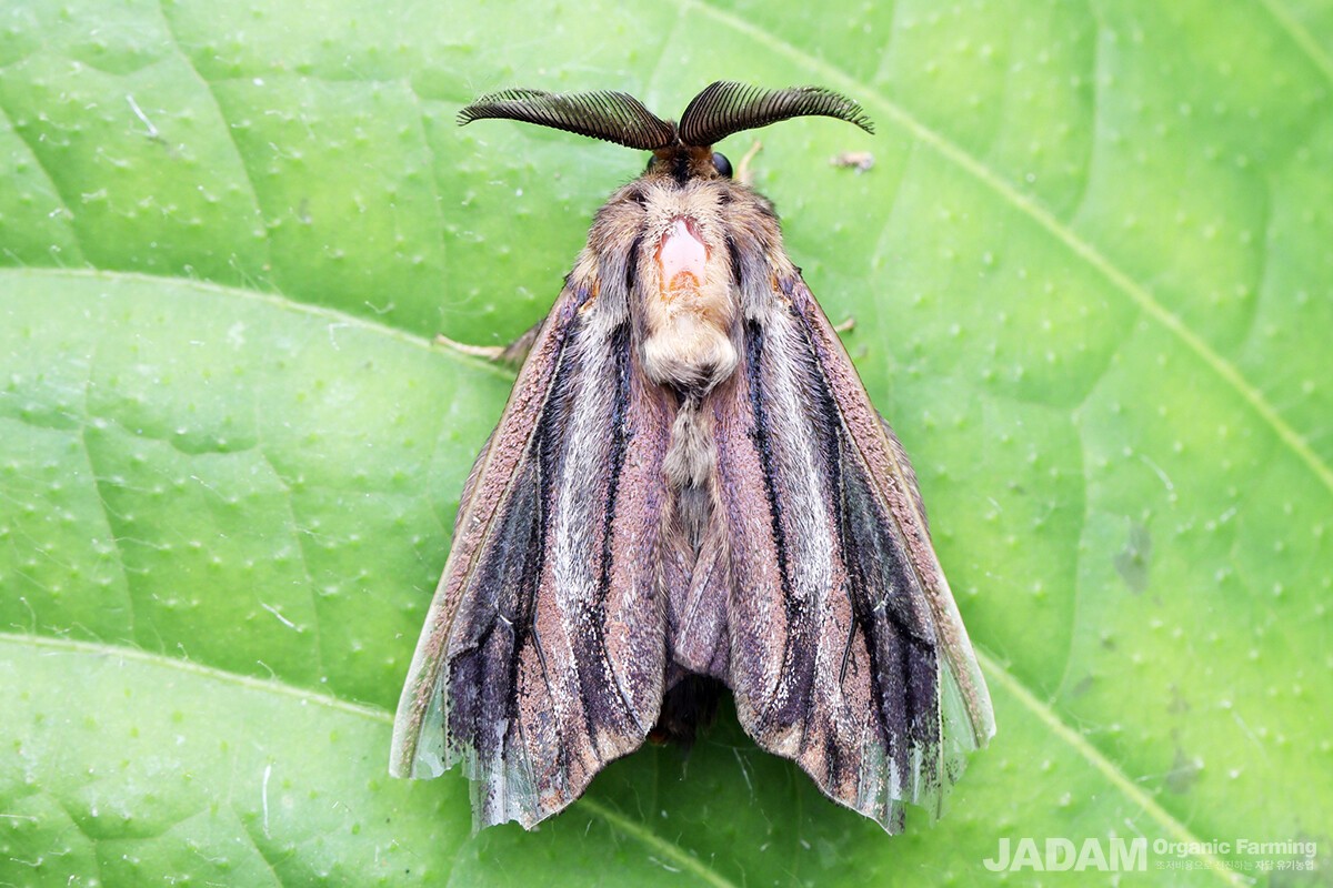 남방차주머니나방 수컷 성충 (이미지 출처 : inaturalist.org©PLee)