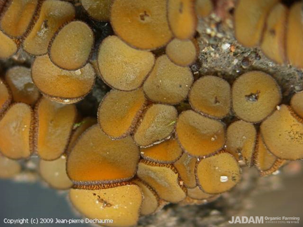 사진 2: 역시 화재친화성 버섯.  테두리솜털접시버섯 Anthracobia maurilabra (Cooke) Bouldier 사진 러시아 (출처 하단 참고)