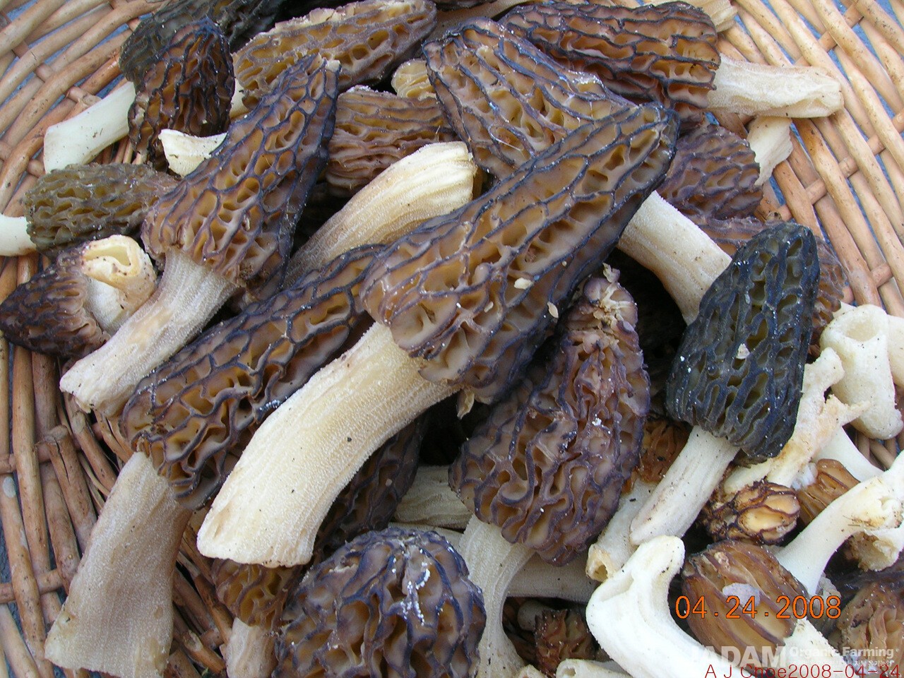 사진 3: 곰보버섯류Morchella spp. : 산불 이후 숲에서 대량으로 발생하는 경우가 흔하다.