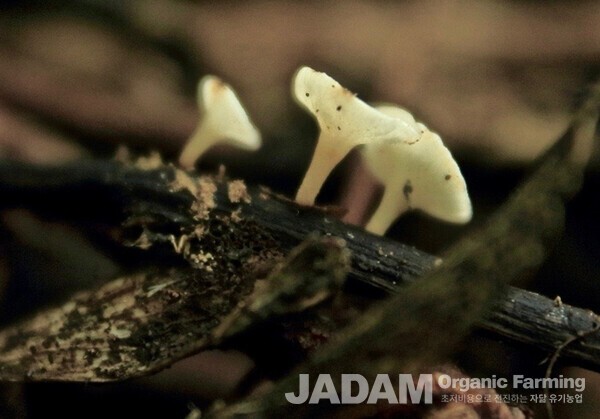 사진 2: 흰갈색고무술잔버섯 Hymenoscyphus fraxineus Baral, et al. (2014) 한국 기록종 버섯이다.   (사진은 Woodlands.co.uk)